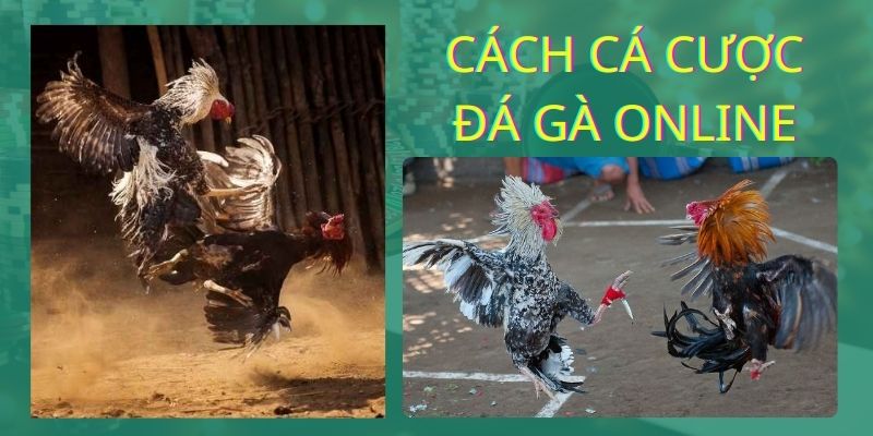 CÂCHS CÁ CƯỢC ĐÁ GÀ ONLINE